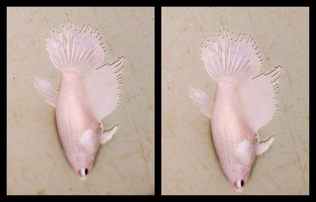 Female HMCT White Platinum 2