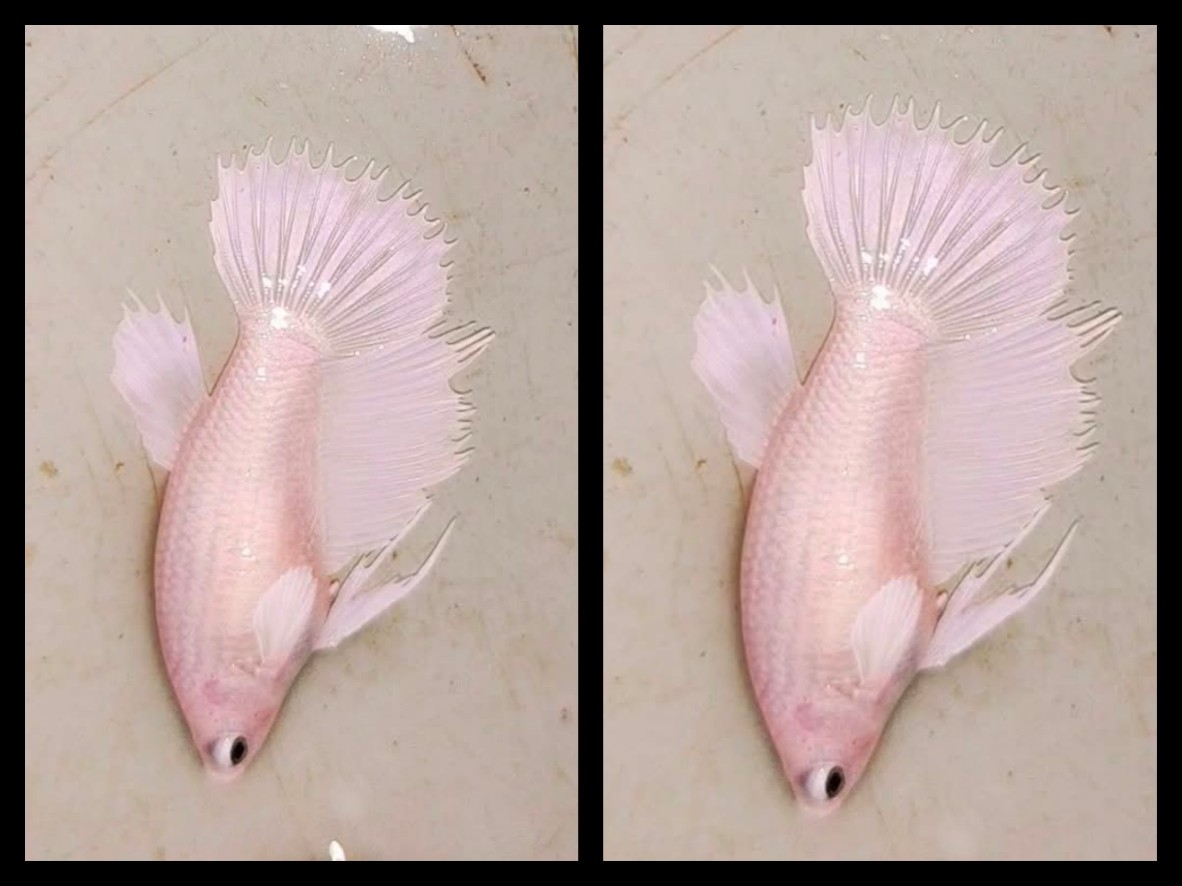 Female HMCT White Platinum 1