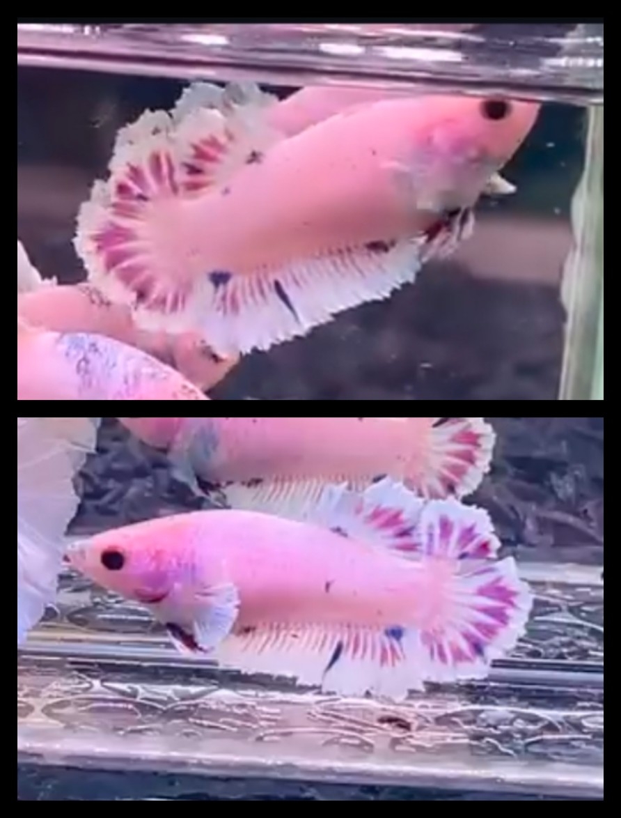 Female Rosetail Pink
