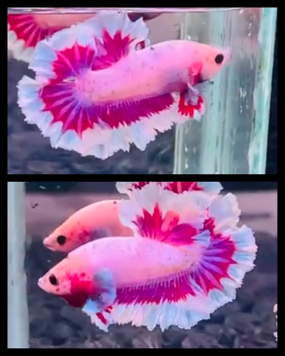 Red Pink Butterfly