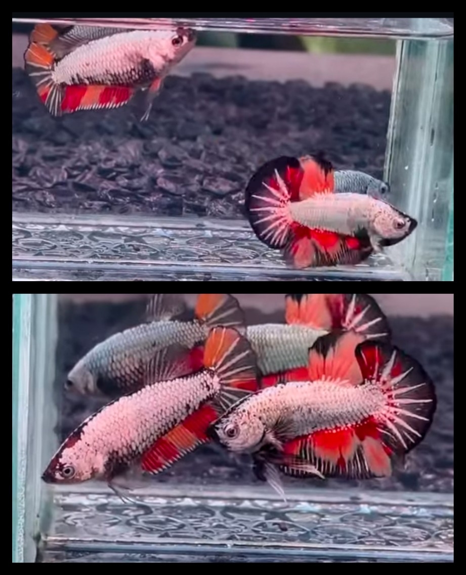 Pair Nemo Dragon