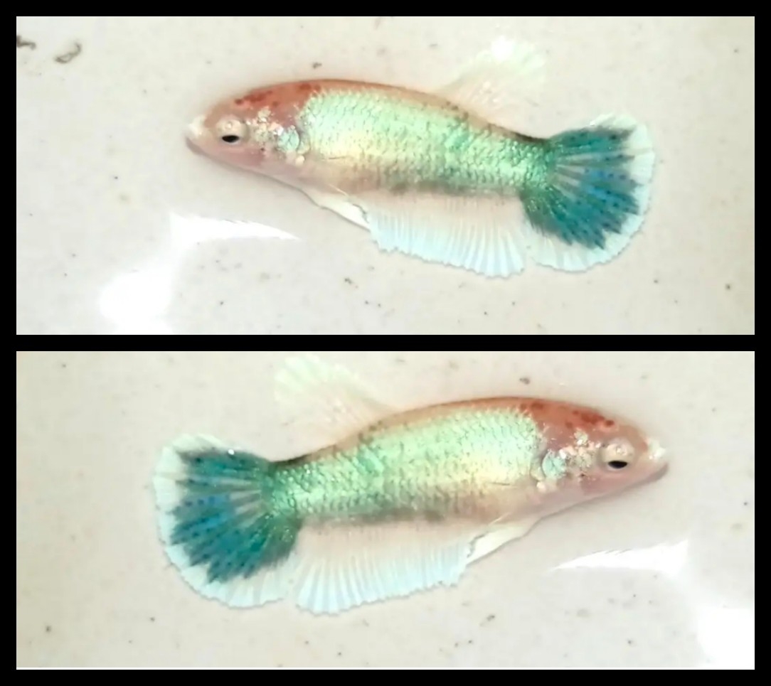 Female Unique Colour