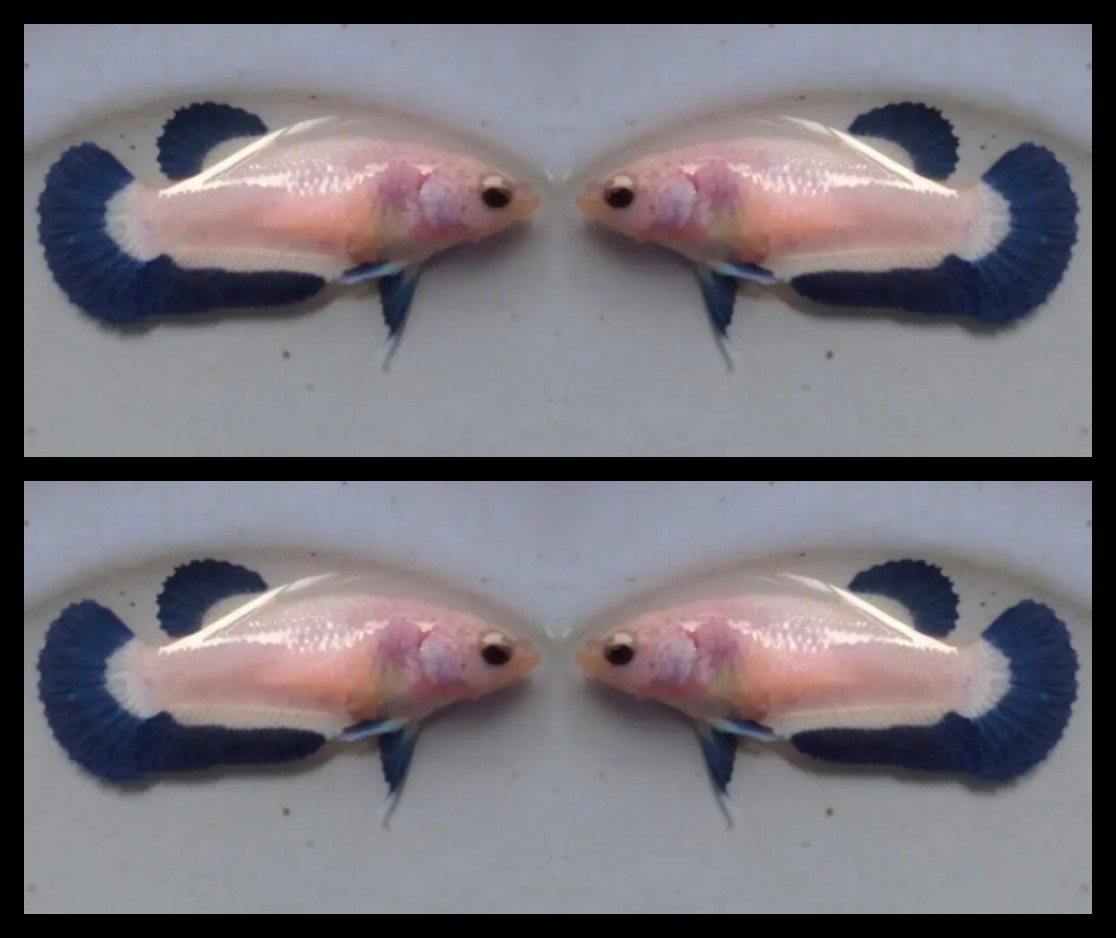 Female Blue Rim