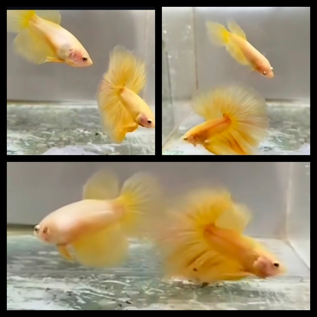 Pair Yelow Banana 2