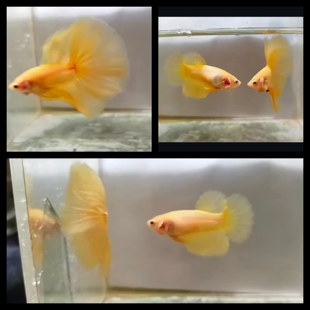 Pair Yelow Banana 1
