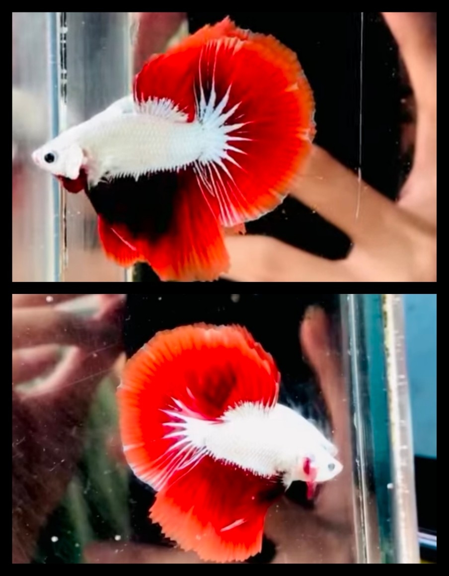 Red Dragon