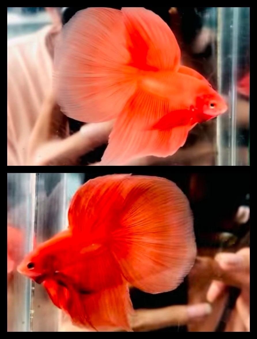 Orange Sweet