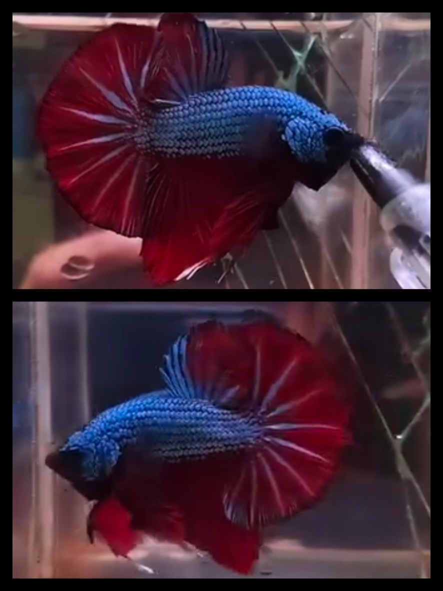 Blue Dragon Red