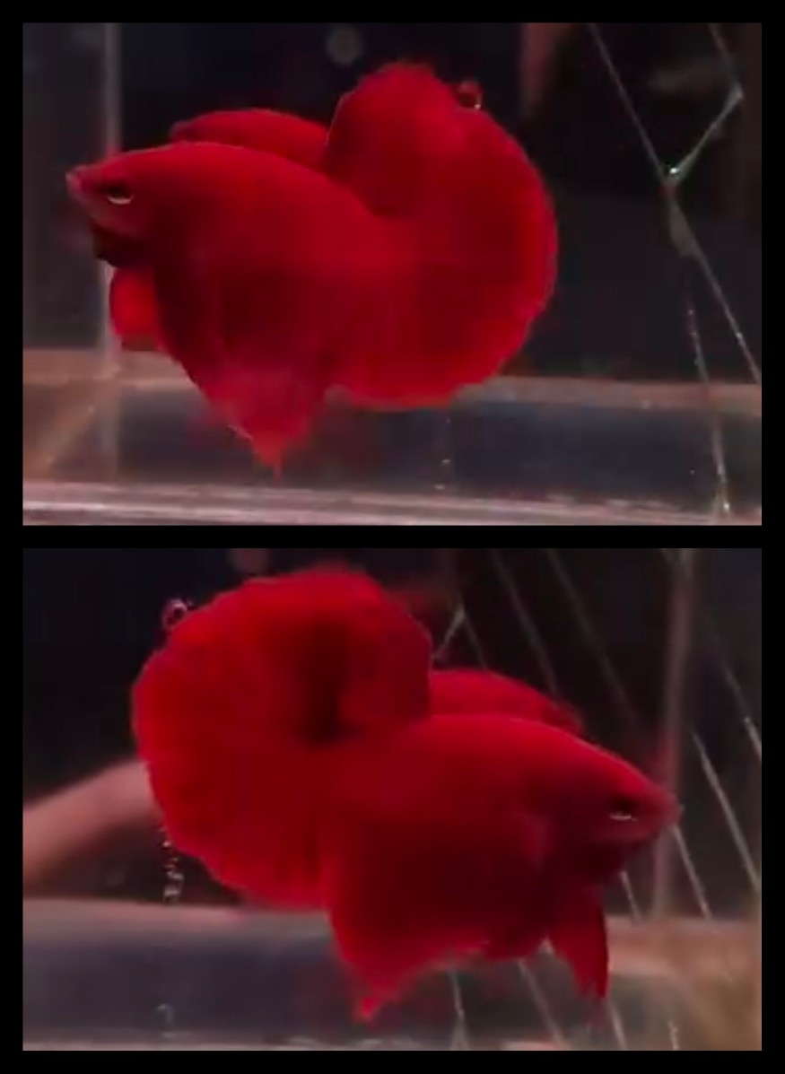 Super Red