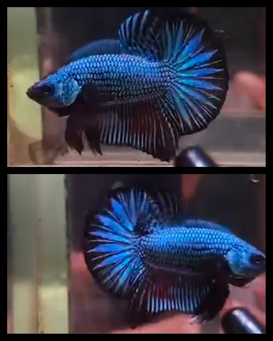 Blue Dragon