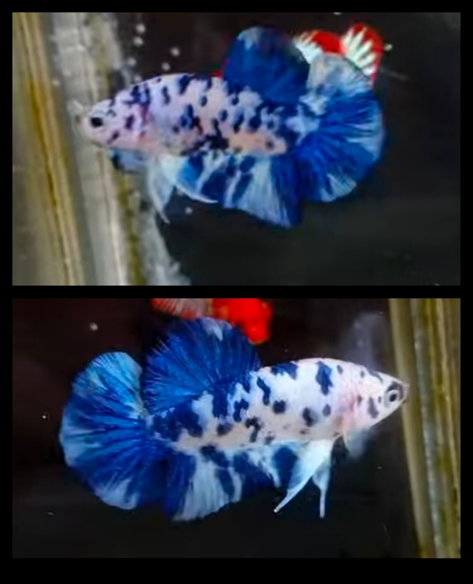 Marble Blue Dot 2