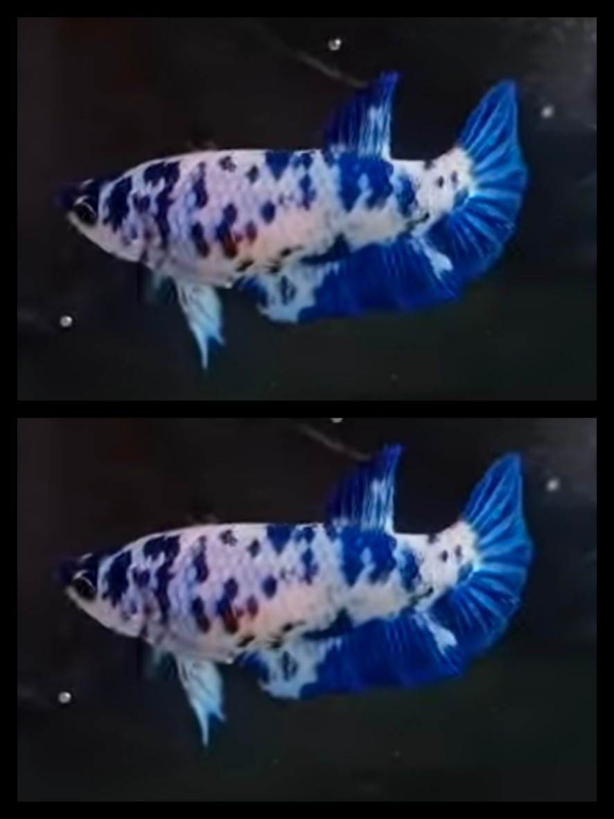 Female Marble Blue Dot 1