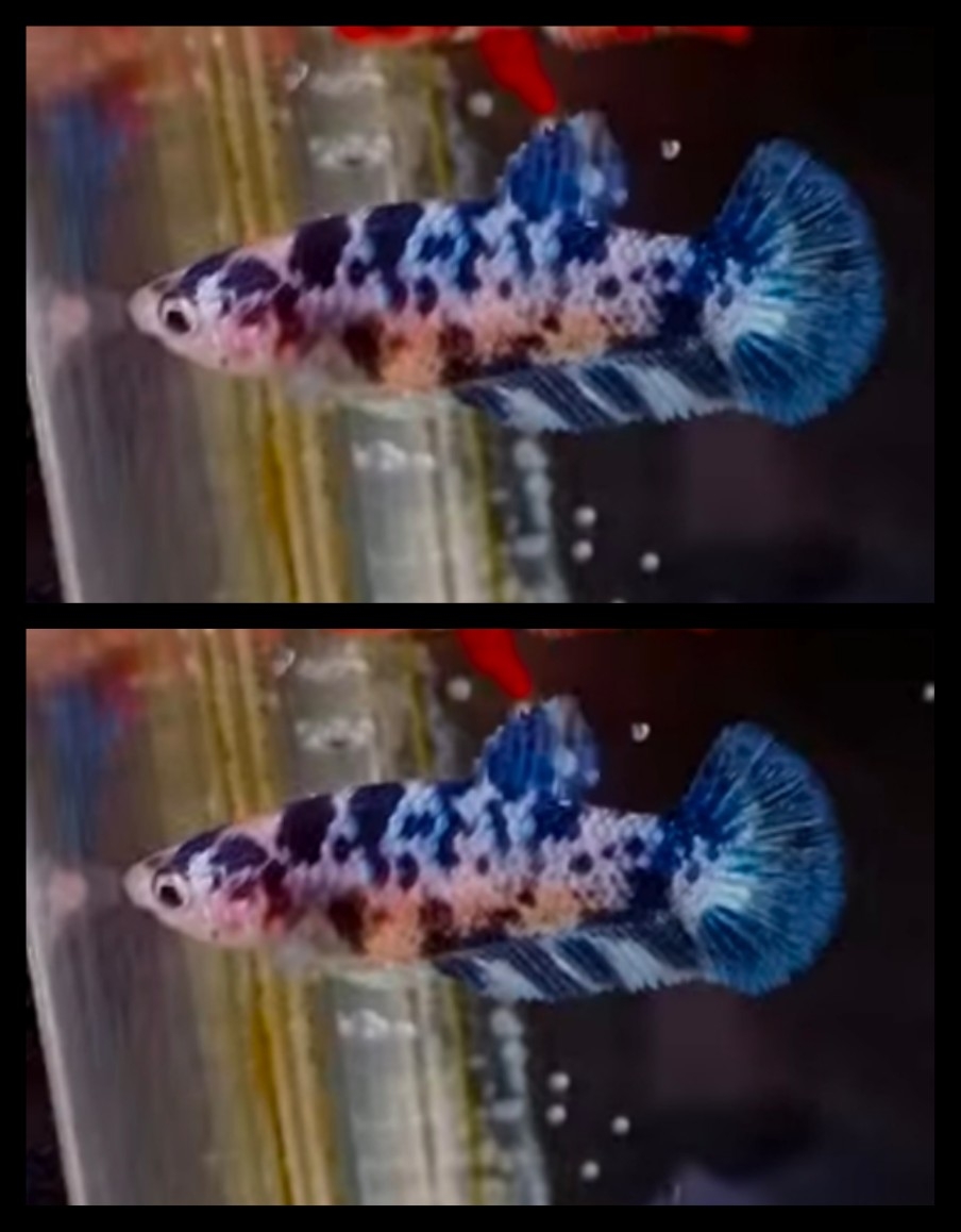 Female Marble Blue Dot 2