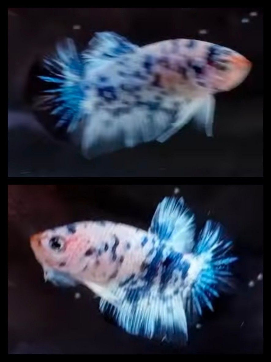 Marble Blue Dot 1