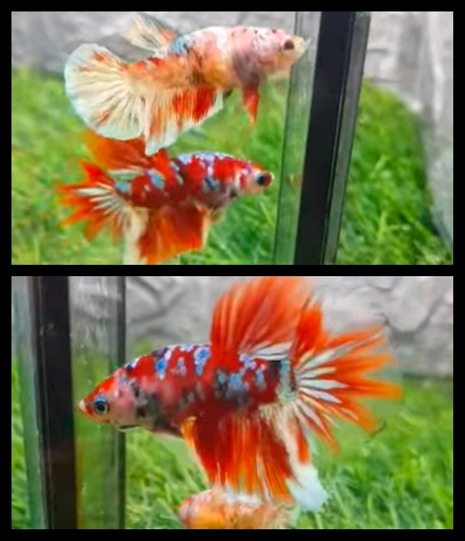 Pair Red Barongsai