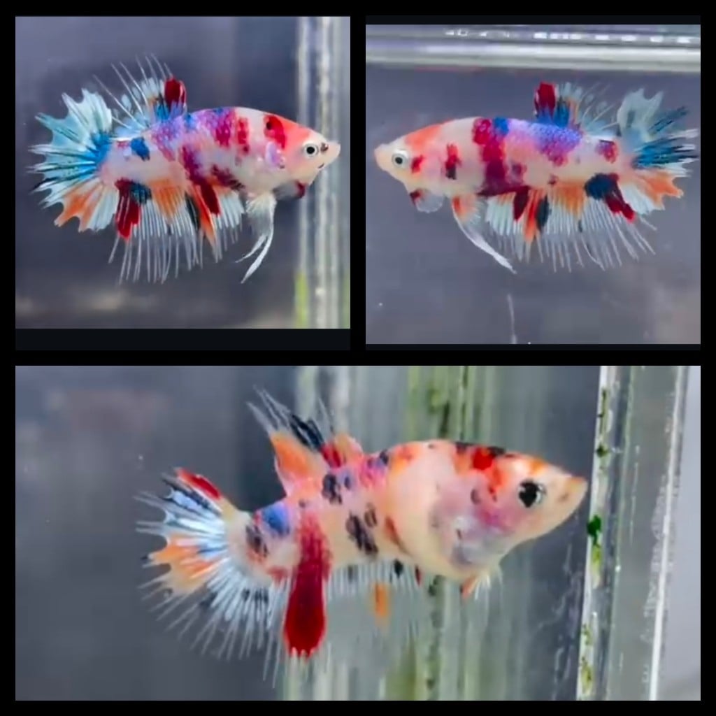 Pair CTPK Multicolor Metallic