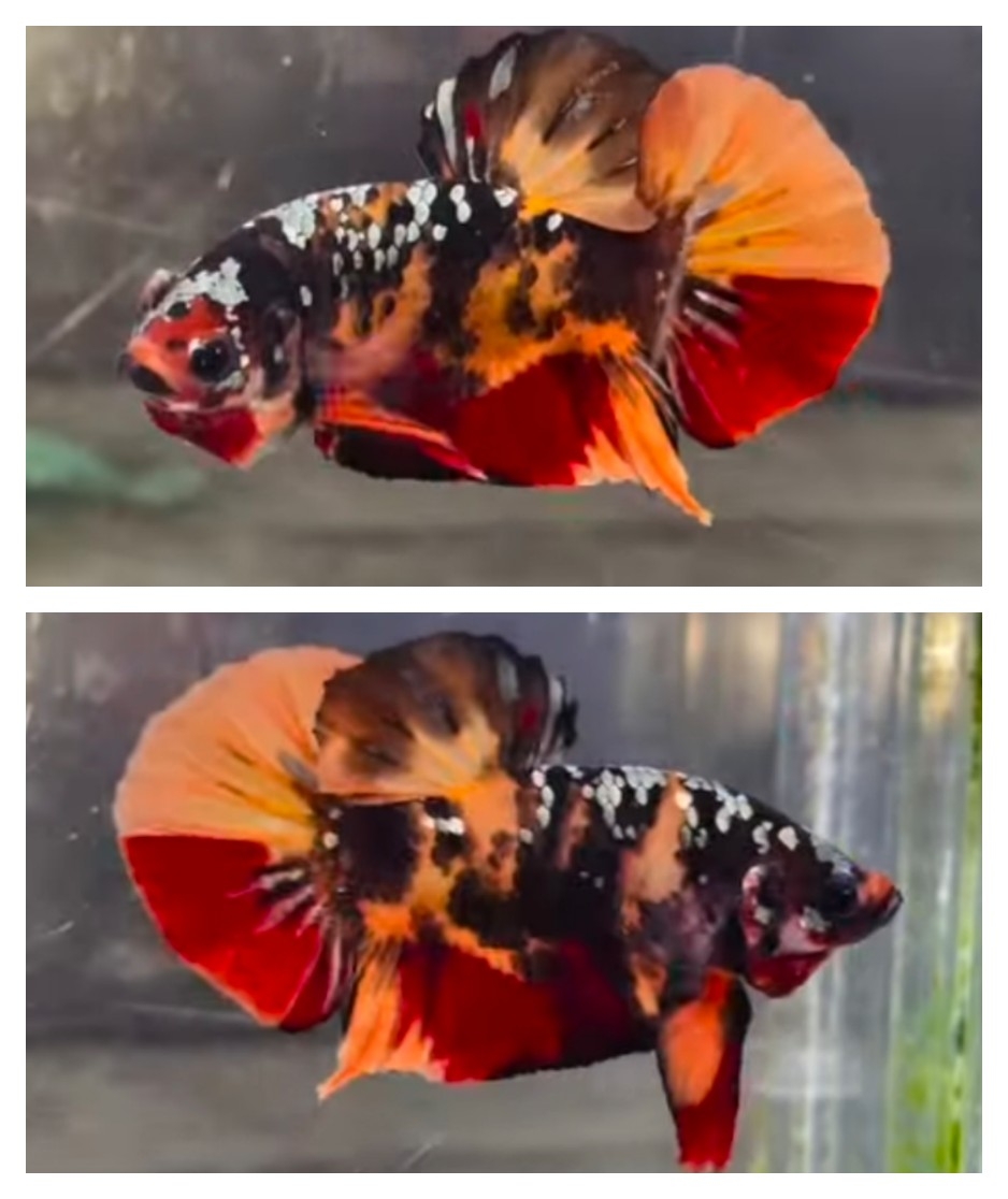 Nemo Copper Monster