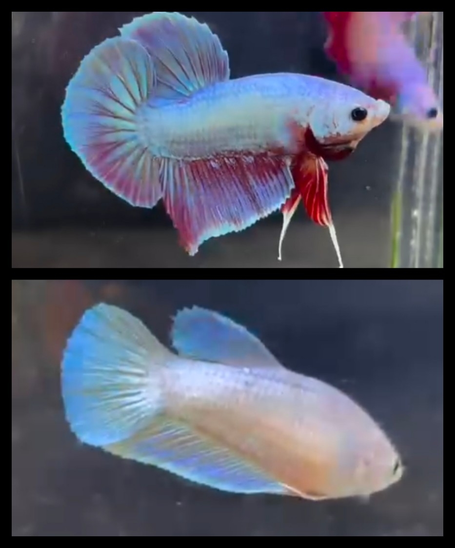 Pair Pink Aurora