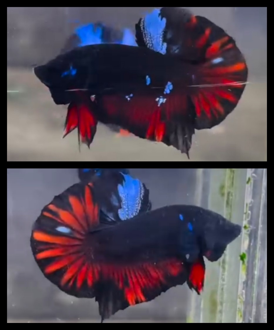 Vampire Variation