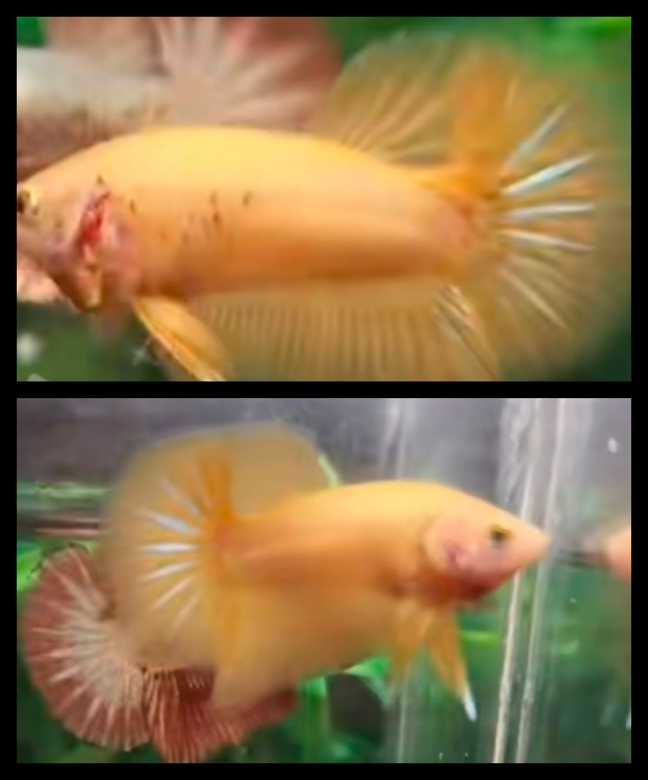Yellow Banana