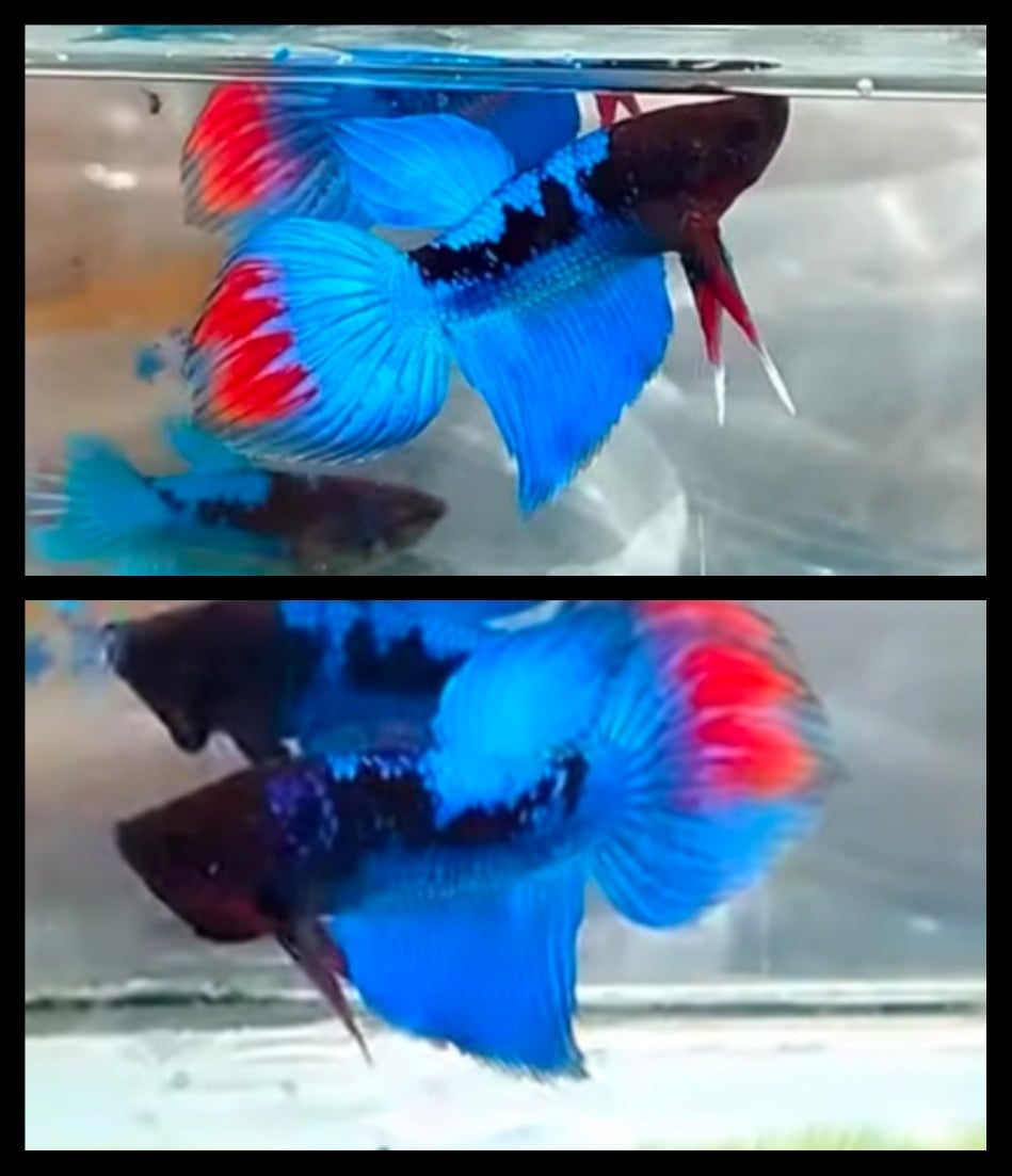 Veiltail Avatar Blue 2