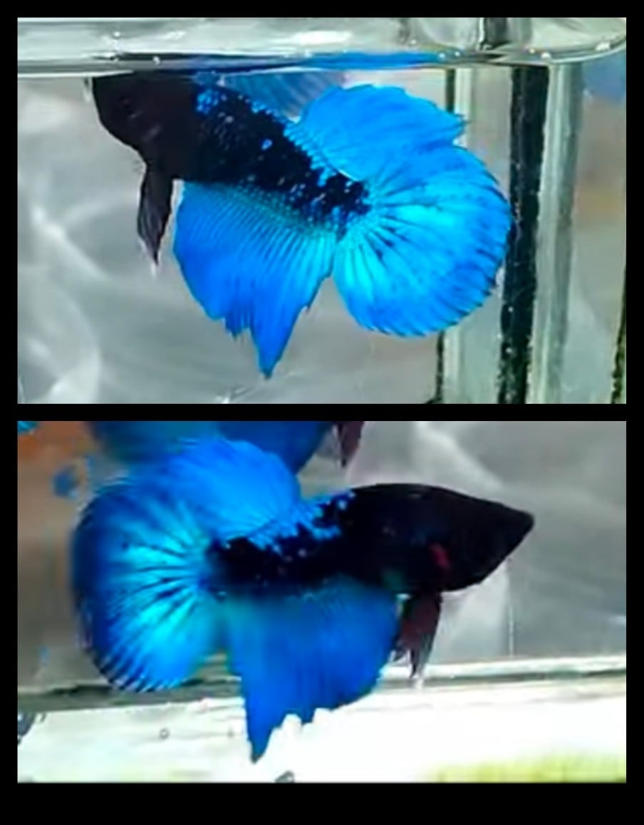 Veiltail Avatar Blue 1