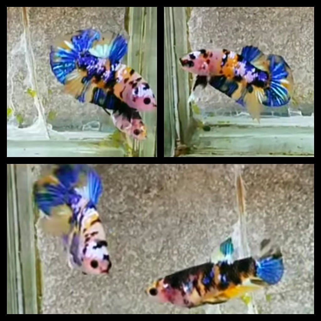 Pair Yellow Galaxy