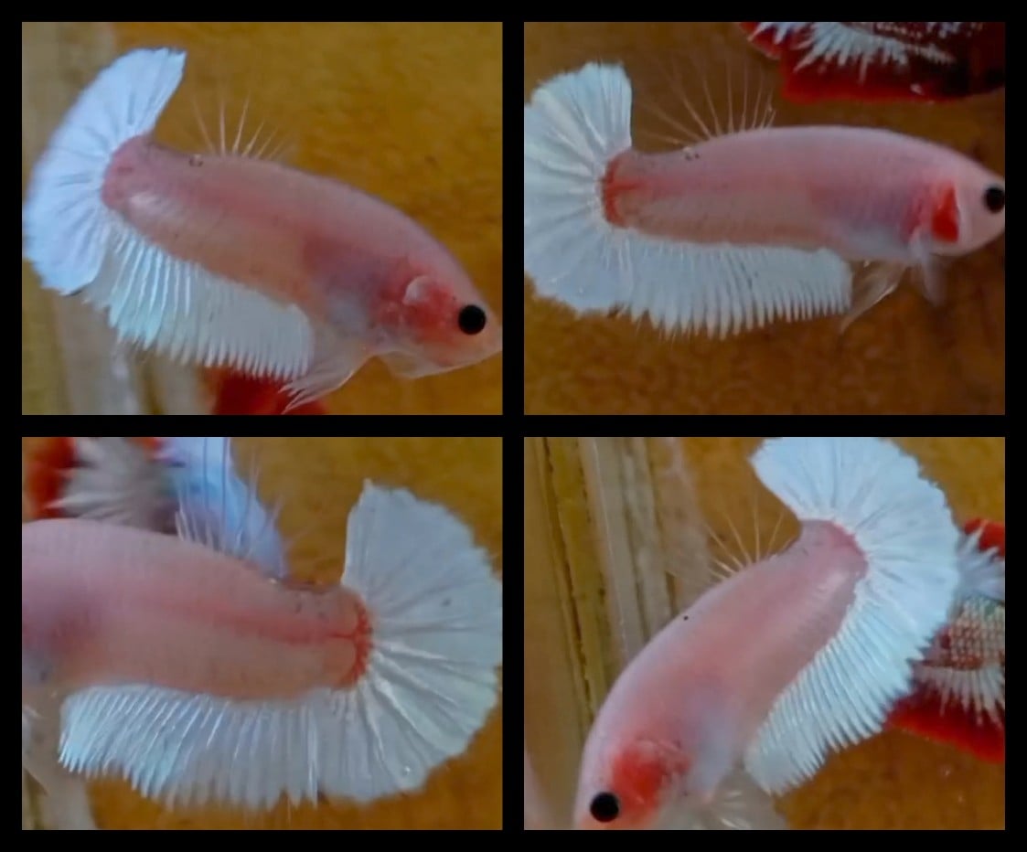 Unique Color Cellophane White