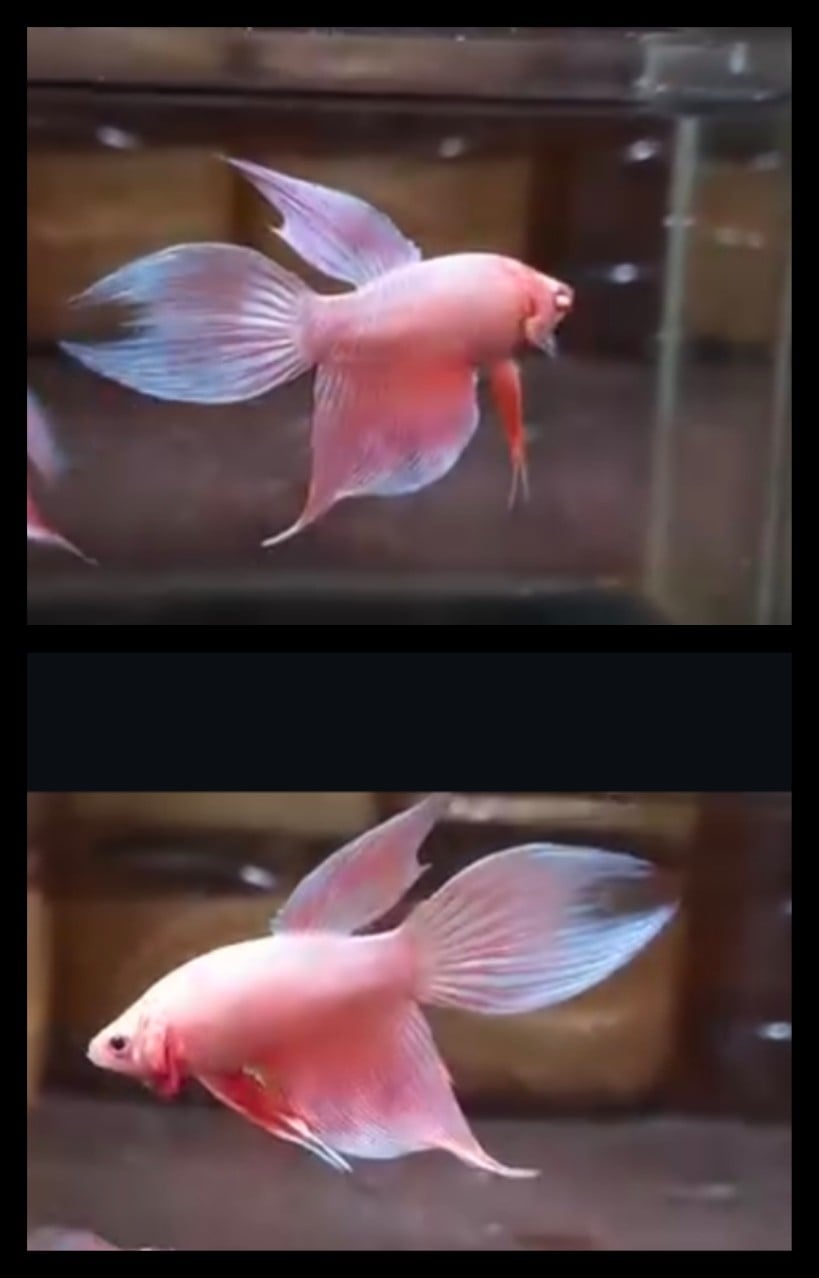 Veiltail Pink