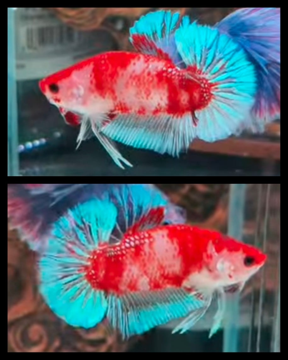 Unique Color Red Sky Blue
