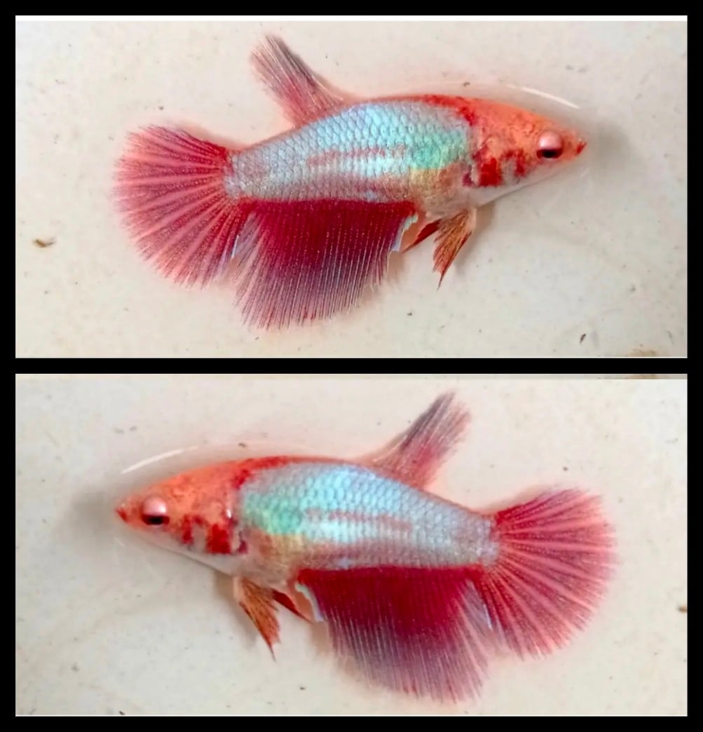 Female Pink Metallic