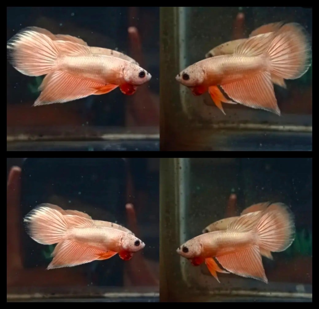 Veiltail Gold