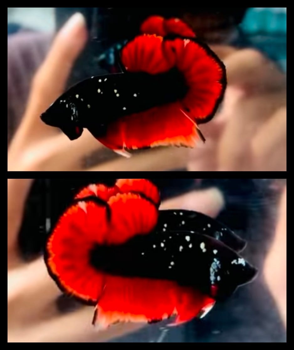 Vampire Glitter