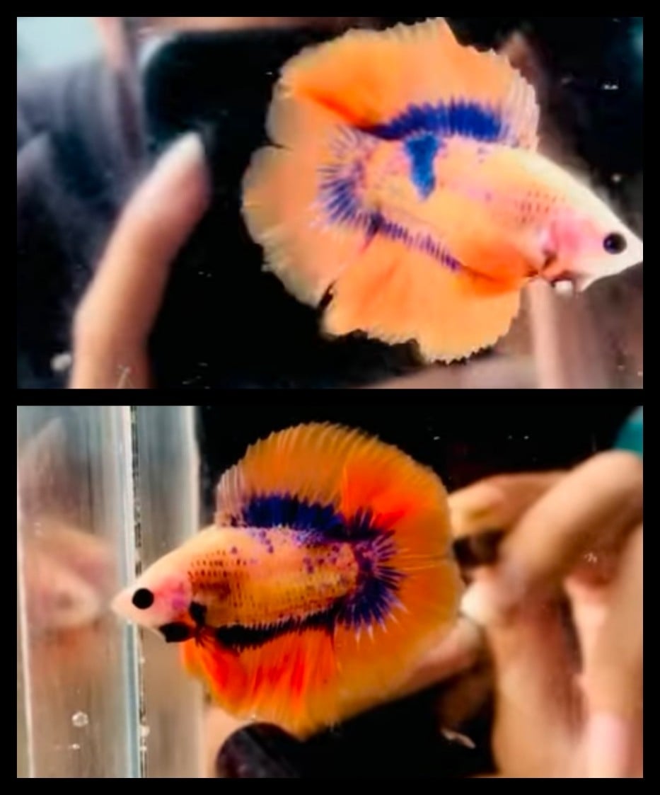 HMDT Orange Blue Wash