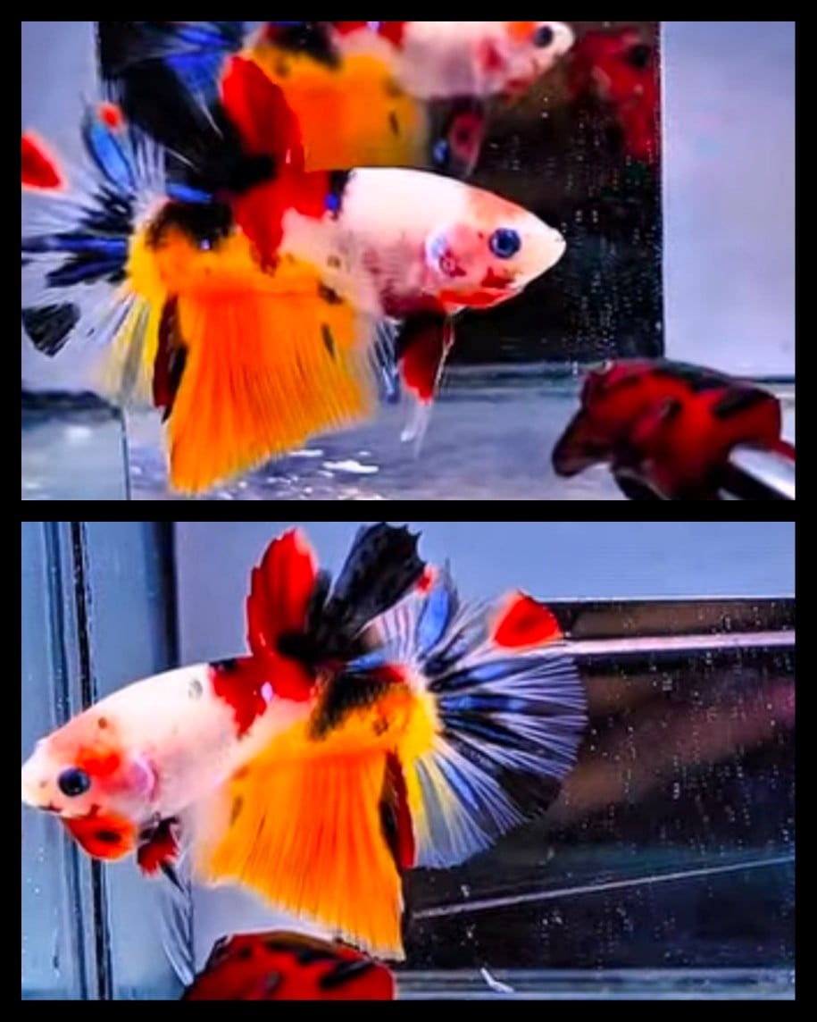 Nemo Koi