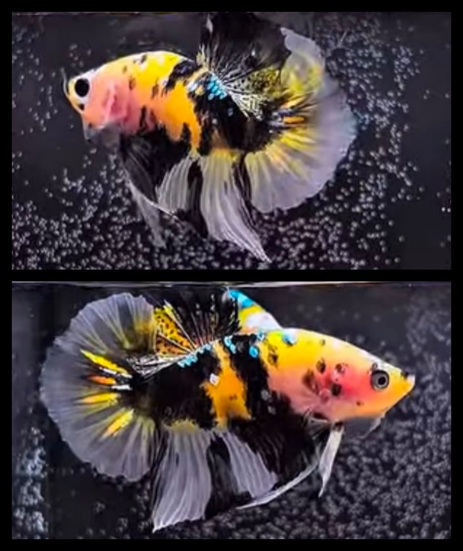 Yellow Koi Co