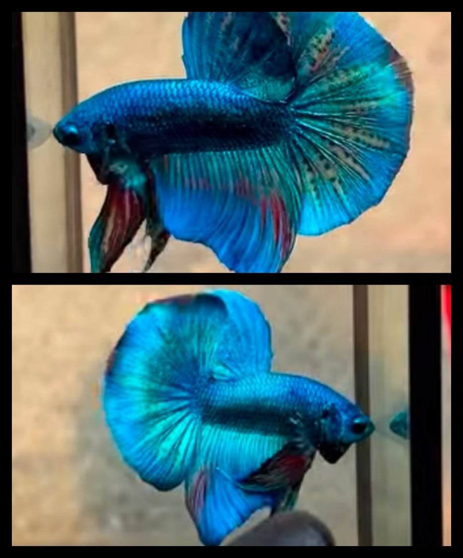 Blue Devil