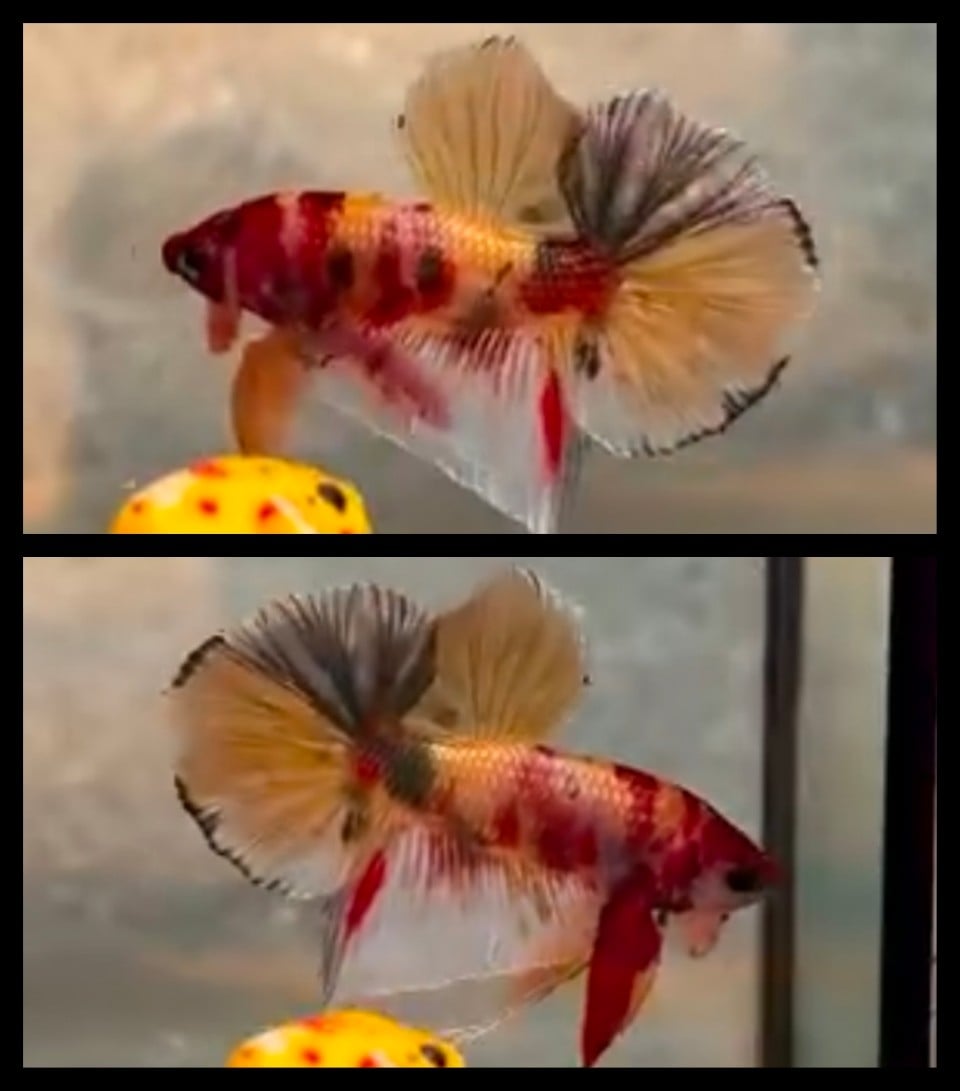 Nemo Copper Gold