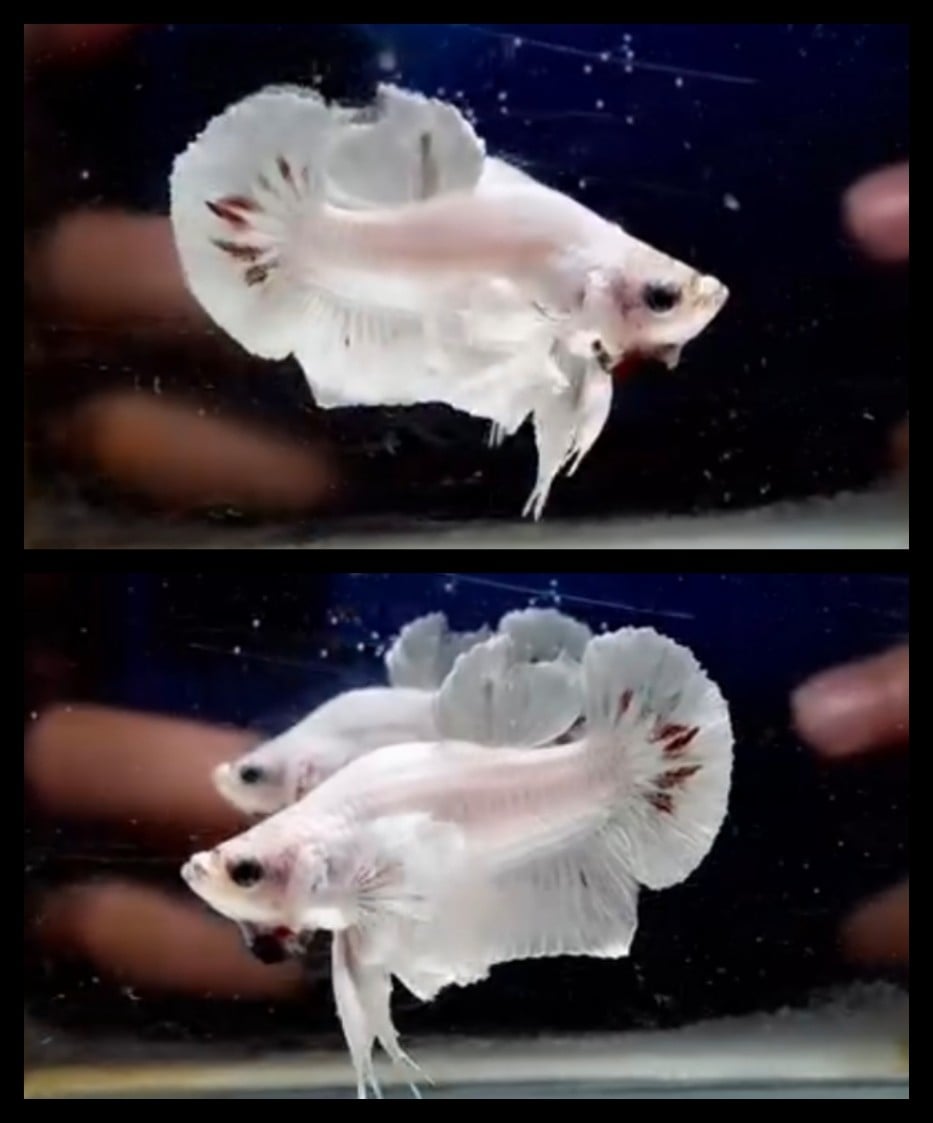 Dumbo Ear Dolphin