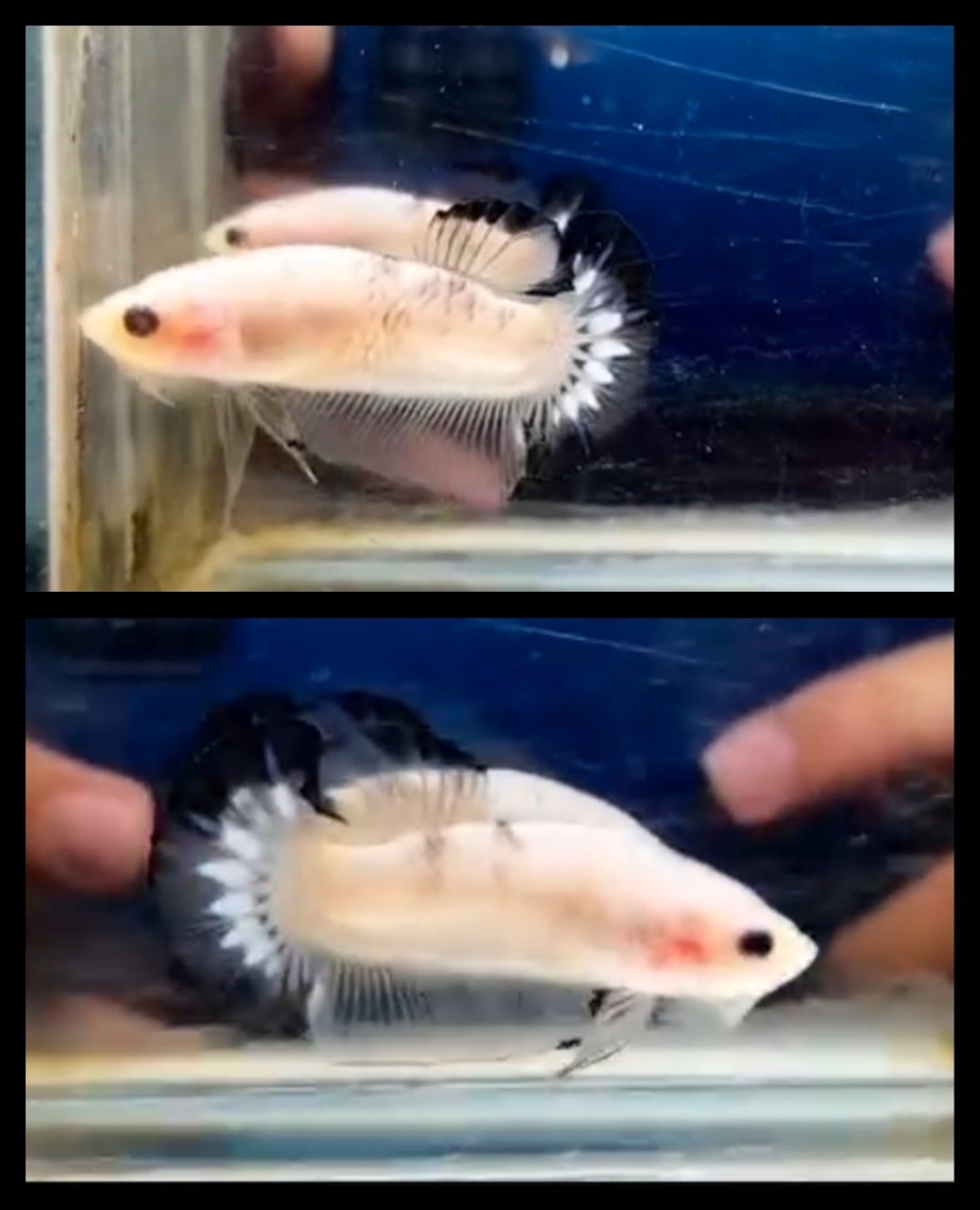 Cellophane Black Tail