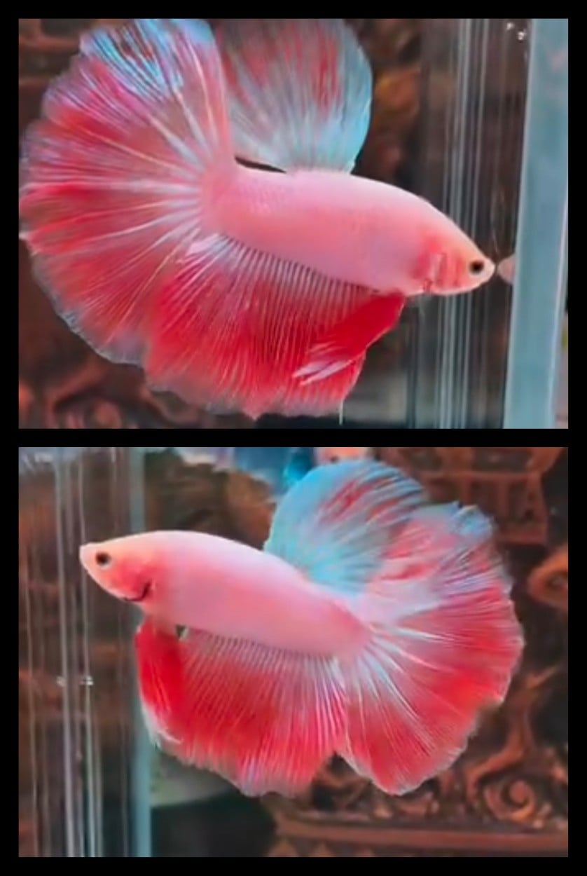 Pink Shimer