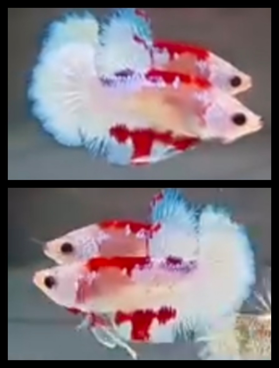 Unique Red Tancho Sky Blue