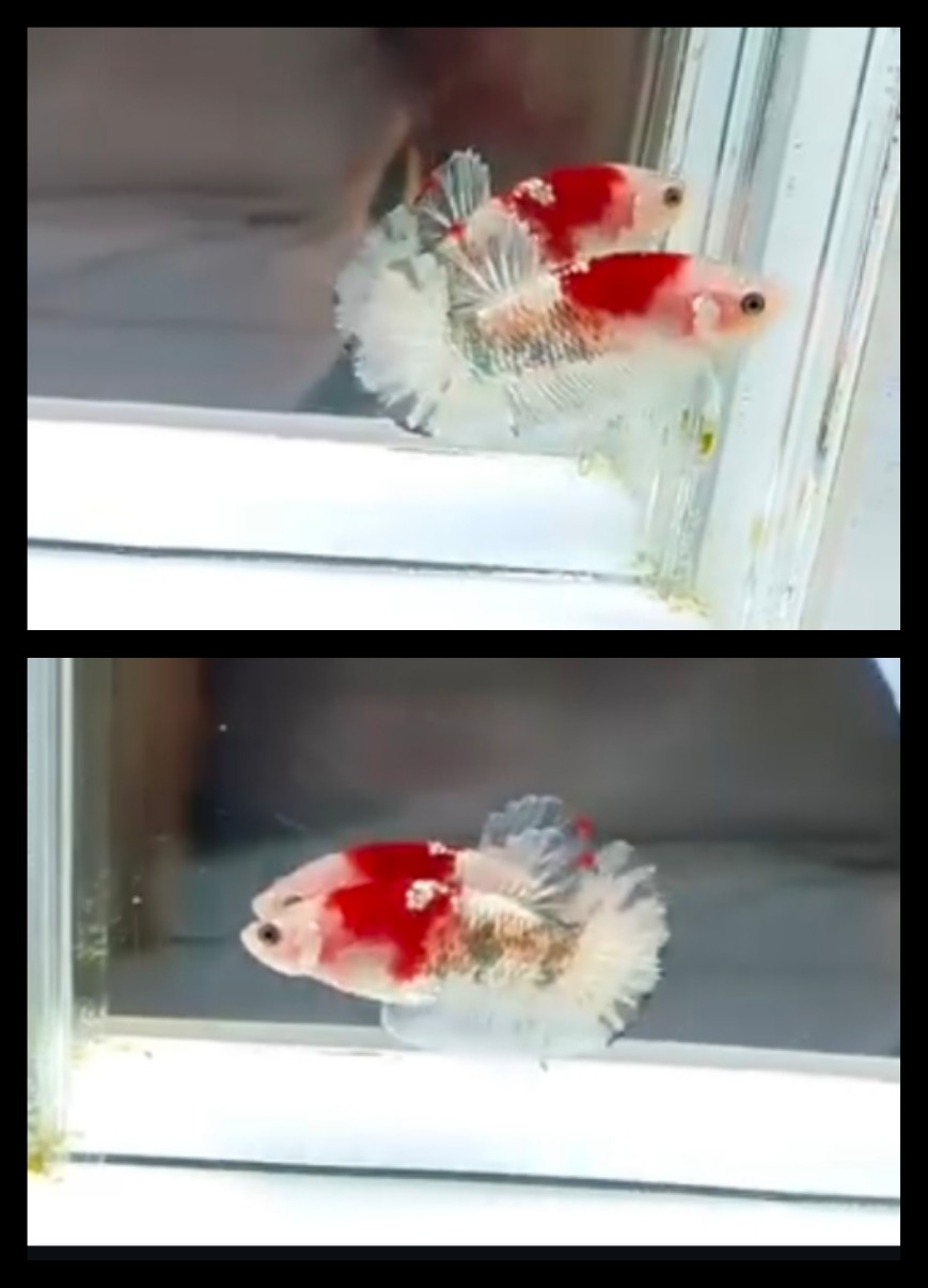Unique Red Tancho