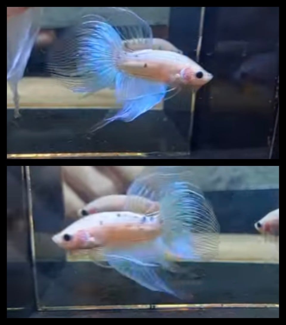 Veiltail Sky Blue 2