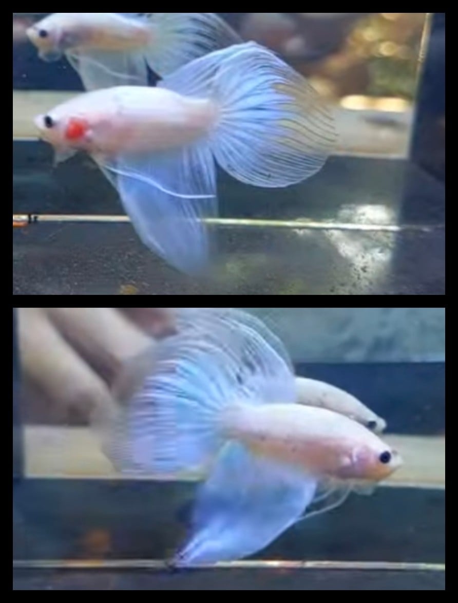 Veiltail Sky Blue 1