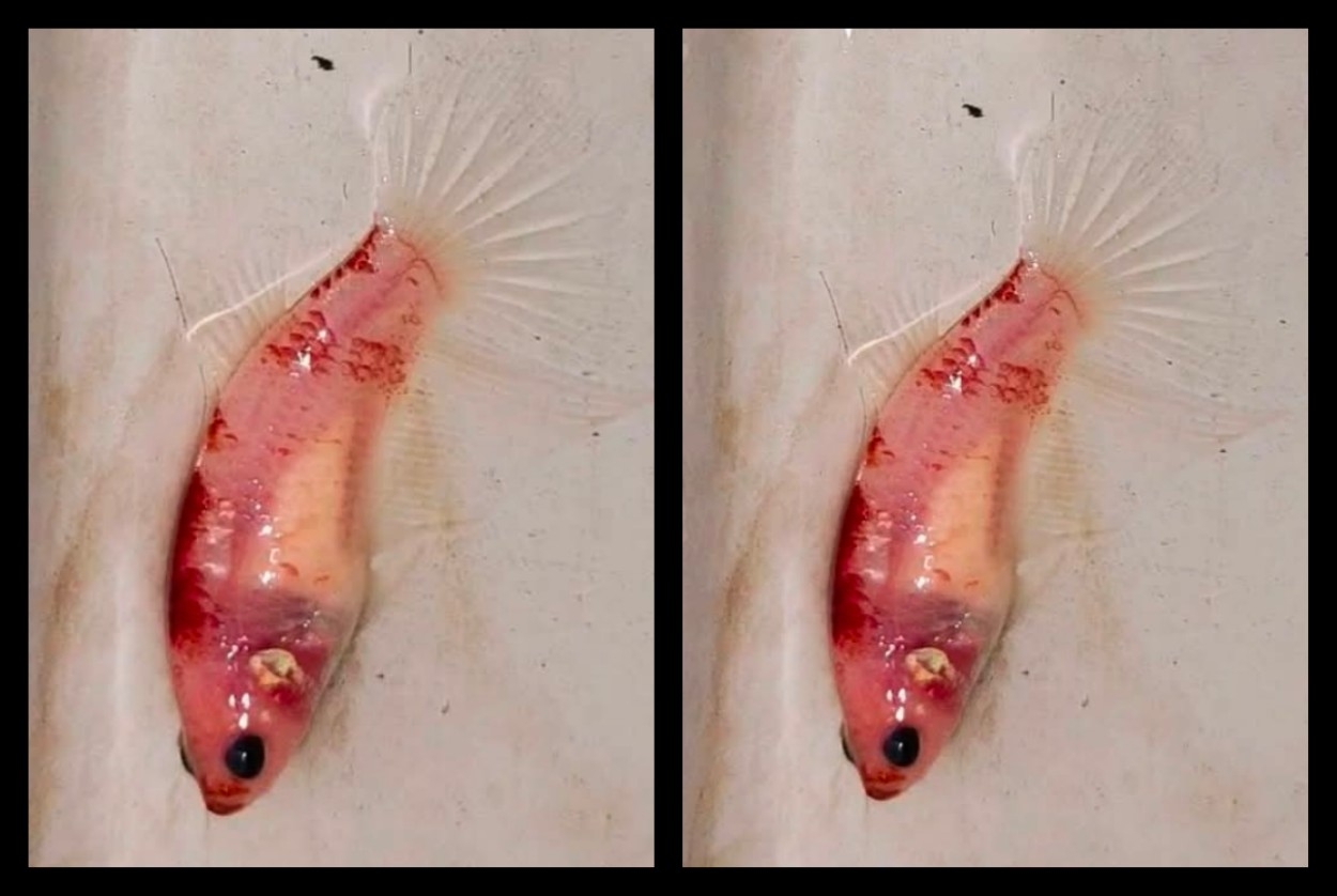 Female Cellophane Red
