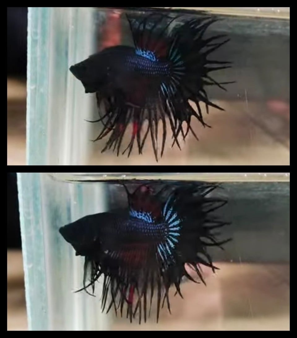 King Crown Tail Black