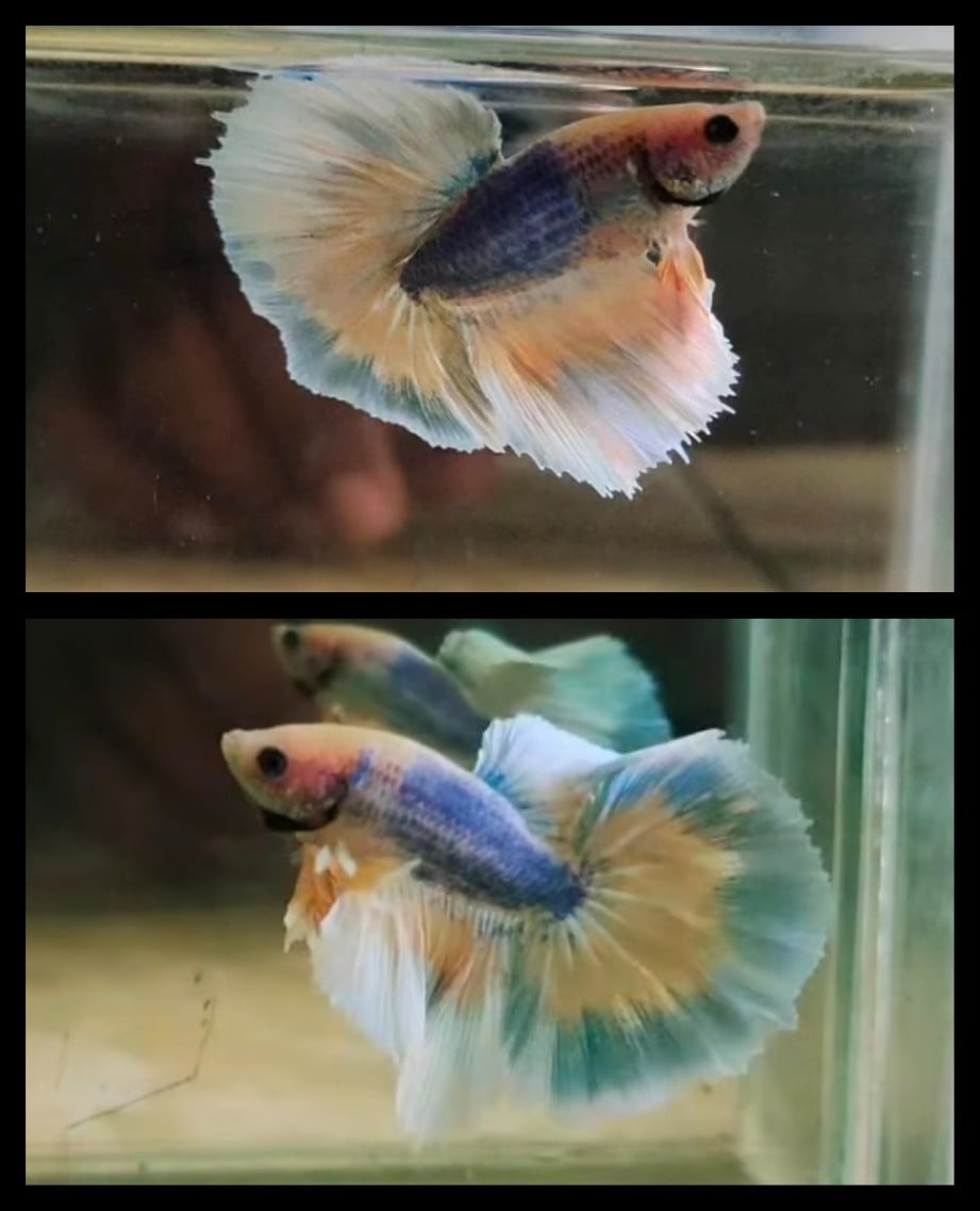 Blue Mix Orange