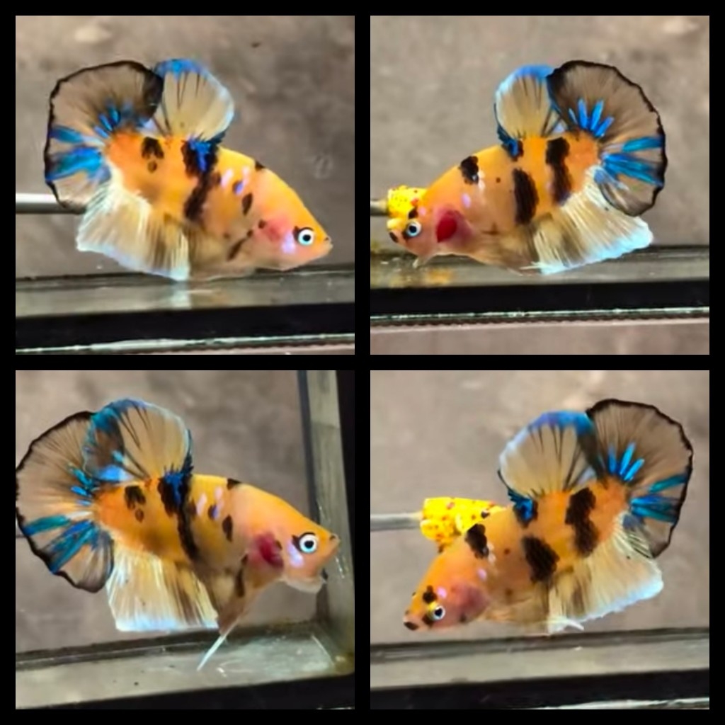 Unique Eyes Yellow Galaxy