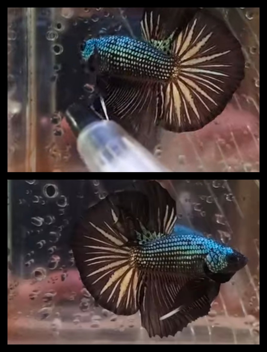 Black Copper